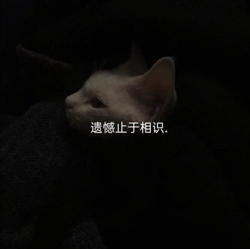 遗憾的句子
