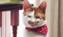 高级的含蓄的骂人的话