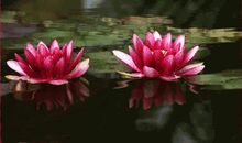 佛语经典语录静心