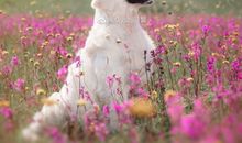 关于任性开心的句子