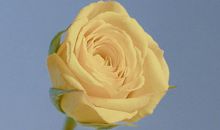 致自己很霸气的励志短句