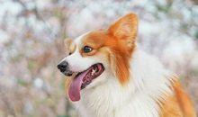 描写我很开心的句子