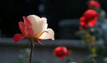 最开心的句子简洁