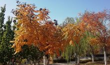 形容笑得很开心的句子