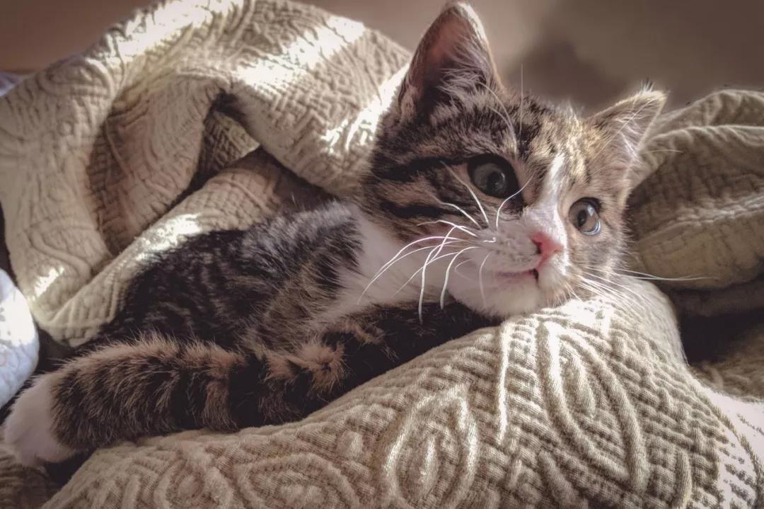 朋友的时刻太阳猫搞笑的一句话1