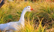 心情特别开心的句子 心情保持开心