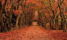 描写特别开心的句子