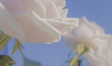 朋友圈阳光文案