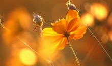 今日开心句发朋友圈文案