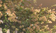 看了让人心情舒坦句子