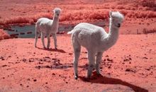 比喻人很开心的句子