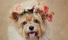 俗气的经典句子