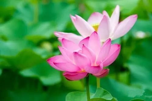 好节短