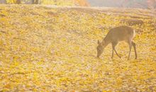 我很开心的口是心非的句子