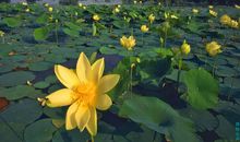 形容我很开心的的句子