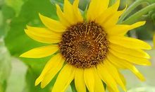 新的一天美好心情句子