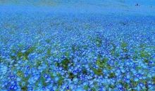 家里花开心情好的句子