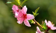 形容花开心情好的句子