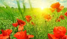 搞笑押韵的句子