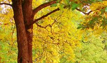 形容秋天优美的句子