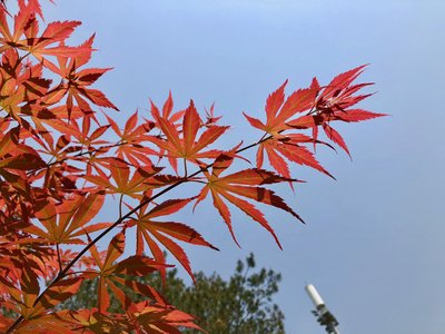 感伤的秋天句子