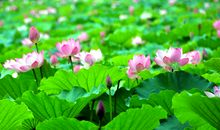 关于夏天炎热的句子