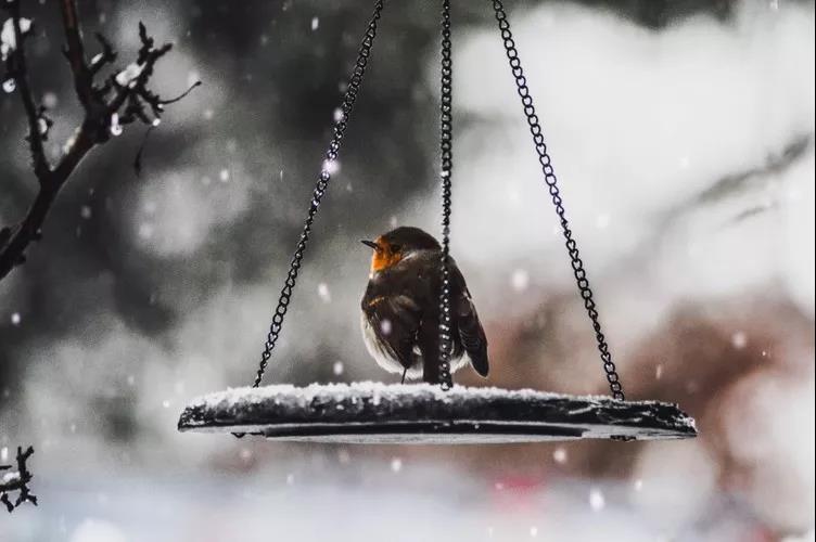 大雪节谚语2