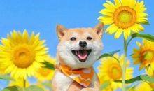 诙谐幽默夸人句子