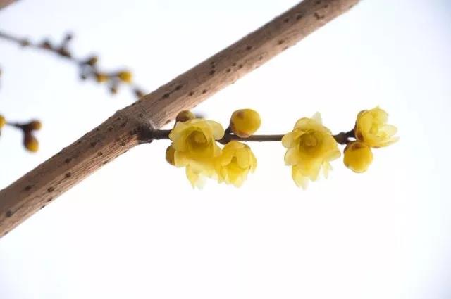 关于晓雪美丽诗句的古诗2