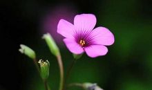 朋友圈关于生活的句子