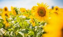 总结2020展望2021的励志句子