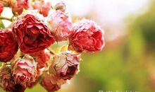 愿活得开心的句子