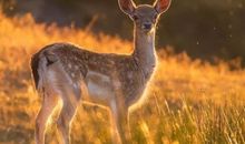 牛头祝福语大全