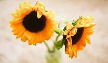 能给人希望的句子