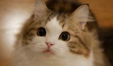 孩子洗澡开心的句子