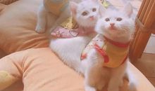 冬天起床户困难的说说