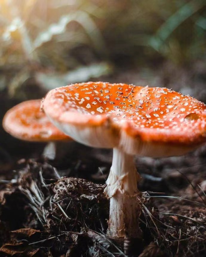 悲伤的句子