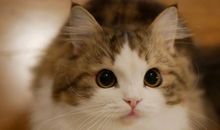 每天开心的正能量句子