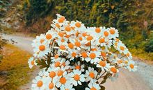 牛年顺口溜祝福语