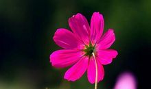 喝了酒开心的句子