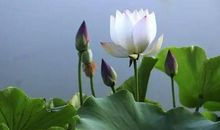 佛教红尘经典语录