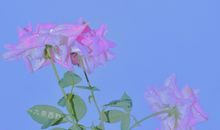 致自己一段正能量的句子