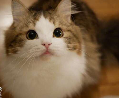 逗猫的句子
