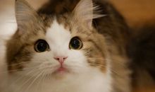 形容猫开心的句子