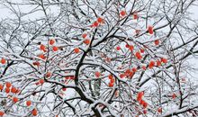 描写大雪茫茫的句子