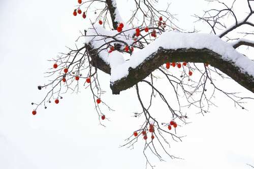 句子描述无尽的雪2