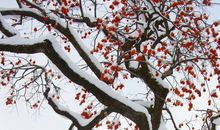 大雪纷飞白茫茫