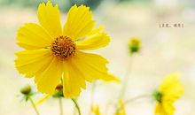 生活中令人感到哲理的句子