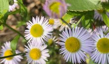 赏花的心情句子