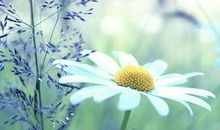 种菜开心的句子